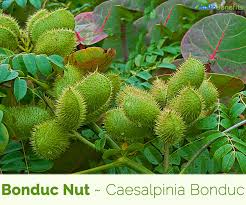 Bonduc nut(Caesalpinia bonduc (L) Roxb .)